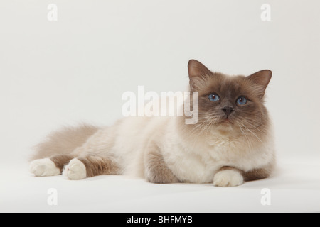 Gatto Sacri di Birmania, blu-point, tomcat / Birman Foto Stock