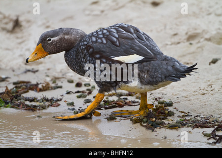 Un endemico Flightless vaporizzatore anatra (Tachyeres brachypterus) delle Isole Falkland sulla spiaggia di Isola di nuovo. Foto Stock