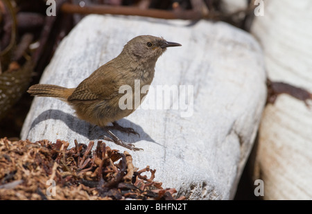 Un endemico Cobb di Wren (Troglodytes cobbi) foraggi sulle rive dell isola di carcassa nelle Isole Falkland (Islas Malvinas). Foto Stock
