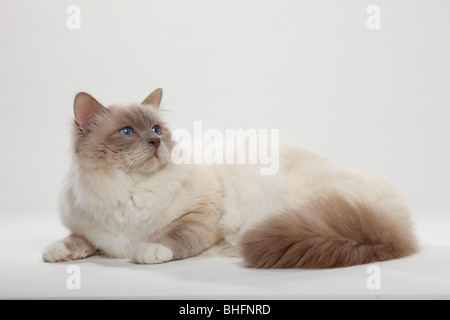 Gatto Sacri di Birmania, lilla-point, tomcat / Birman Foto Stock