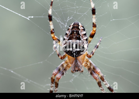 Giardino in comune Spider - Araneus diadematus orb spider tessitura ingrandimento 5X Foto Stock