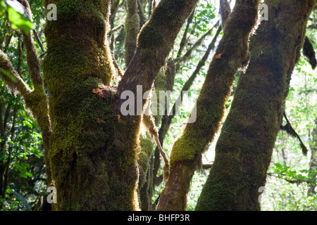 Moss alberi ricoperti di Redwood NP, Parco Nazionale di Redwood in California, Stati Uniti d'America Foto Stock