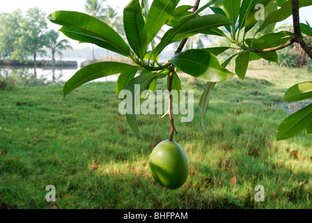 Cerbera odollam suicidio Tree noto anche come Pong Pong o Othalanga un velenoso alberi da frutto in Kerala India Foto Stock