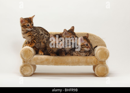 Gatti bengala, gattini, 8 settimane Foto Stock