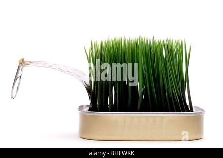 L'immagine orizzontale verde erba crescente da una sardina può su bianco:recyle Foto Stock