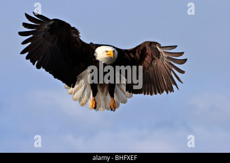Aquila calva, Haliaeetus leucocephalus, Alaska, Omero, STATI UNITI D'AMERICA Foto Stock