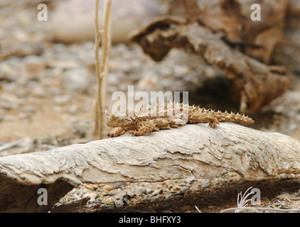 Grande iage di un australiano spinosa diavolo Foto Stock