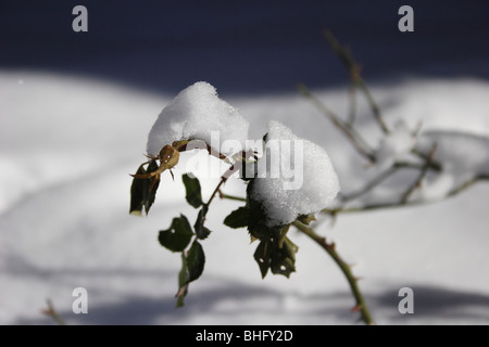 Rose bush dopo la tempesta di neve Foto Stock