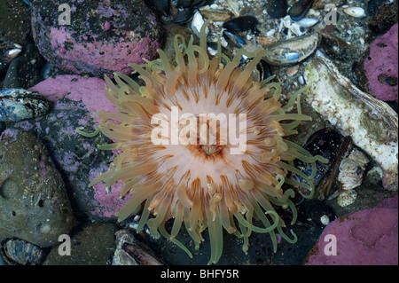 Anemone arancione in un pool di marea, tra i gusci. Foto Stock