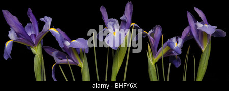 Una panoramica dei papaveri di colore arancione su sfondo nero. Foto Stock