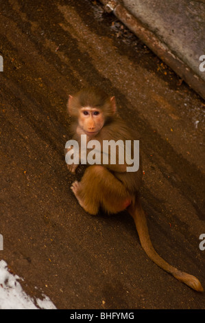 Carino babbuino bambino appoggiato su una forte pendenza Foto Stock