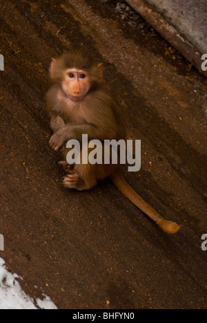 Carino babbuino bambino appoggiato su una forte pendenza Foto Stock