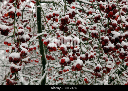 Malus x robusta 'Red Sentinel' AGM nella neve Foto Stock