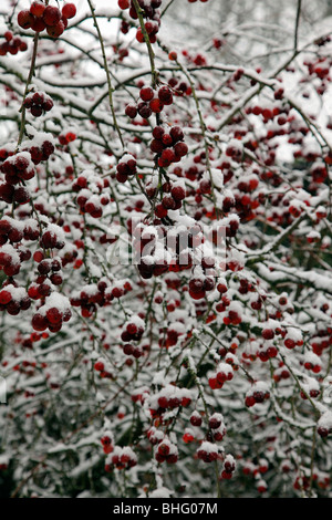 Malus x robusta 'Red Sentinel' AGM nella neve Foto Stock