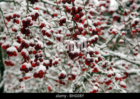 Malus x robusta 'Red Sentinel' AGM nella neve Foto Stock