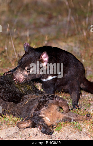 Non captive diavolo della Tasmania (Sarcophilus harrisii) - Tasmania alimenta il defunto wallaby in Tasmania, Australia Foto Stock