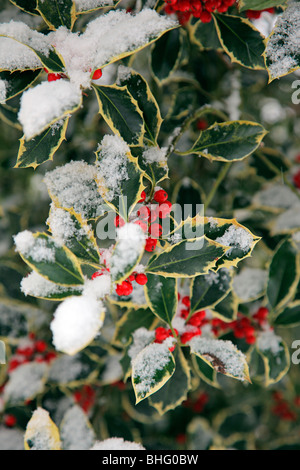 Ilex aquifolium "Argentea Marginata degli azionisti nella neve Foto Stock