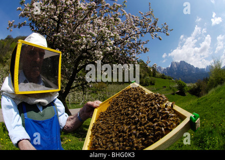 Apicoltore con il nido d'ape pieno di api nella parte anteriore della struttura ad albero in fiore, lo Sciliar, Valle Isarco, Alto Adige, Italia, Europa Foto Stock