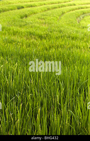 Le piante di riso in Indonesia Foto Stock