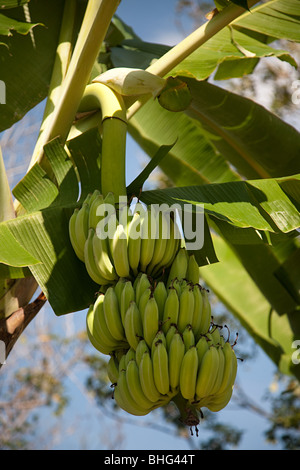 Pianta di banana Foto Stock