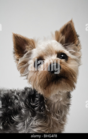 Yorkshire Terrier Foto Stock