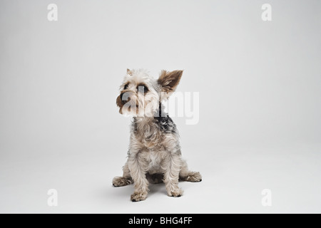 Yorkshire Terrier Foto Stock