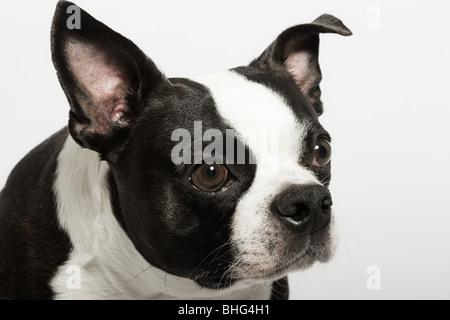 Boston terrier Foto Stock