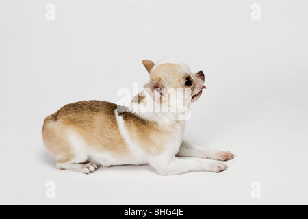 Chihuahua Foto Stock
