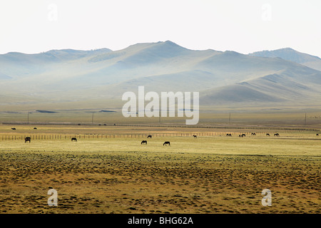 Steppe mongole paesaggio Foto Stock