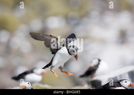 Atlantic puffini, farne Islands Foto Stock