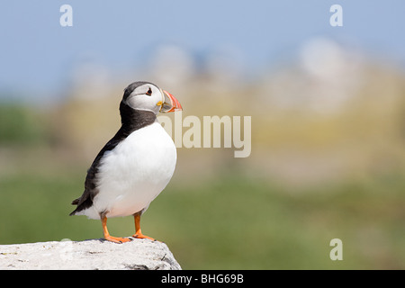 Atlantic puffini, farne Islands Foto Stock