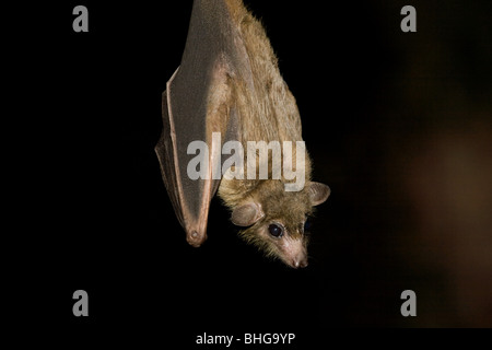 Frutta egiziana Bat Foto Stock