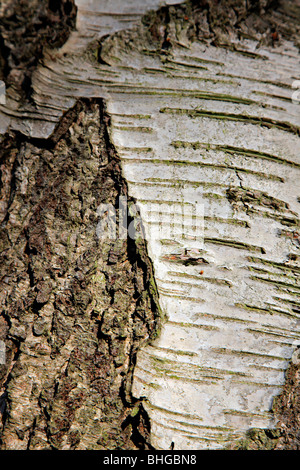 Betula pendula AGM corteccia Foto Stock
