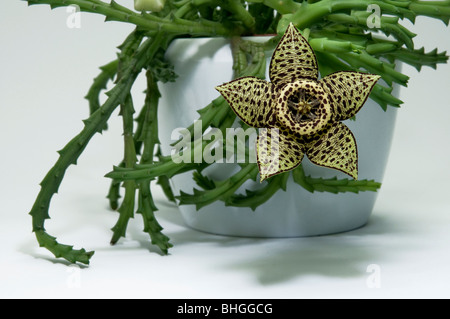 Carrion Flower (Stapelia variegata, Orbea variegata), pianta in vaso, fioritura. Foto Stock