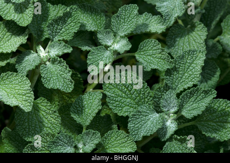 Marrubio bianco, Marrubio comune (Marrubium vulgare), giovani piante visto da sopra. Foto Stock