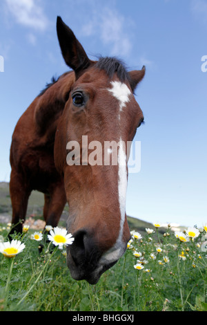 Sweet Brown Cavallo al pascolo con fiori di cielo blu erba verde Foto Stock