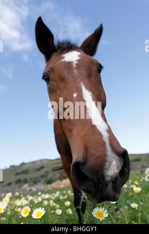 Sweet Brown Cavallo al pascolo con fiori di cielo blu erba verde Foto Stock