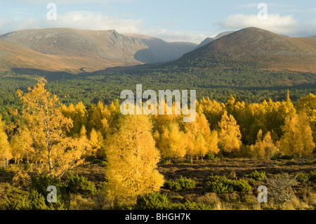 Argento di betulle in autunno in foresta Rothiemurchus nei Cairngorms, Scozia. Foto Stock