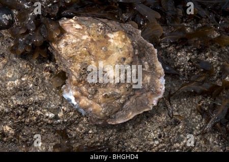 Oyster comune, Ostriche piatte, Europeo delle ostriche piatte (Ostrea edulis), animale vivente attaccato a una roccia. Foto Stock