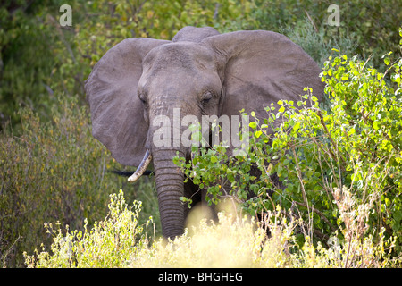 Elefante africano Loxodonta africana headshot come emerge dalle boccole nel Lago Manyara in Tanzania, Africa Foto Stock