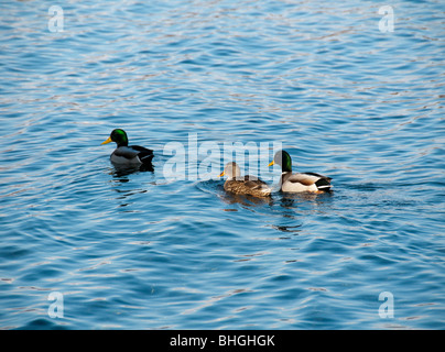 Le anatre bastarde sull'acqua. Foto Stock