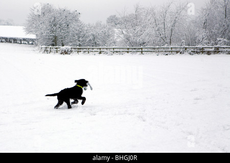 Labradoodle nero cucciolo gioca con il suo giocattolo nel mezzo di una coperta di neve campo Foto Stock