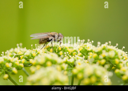 Fly pollenizing fiori in una giornata di sole Foto Stock