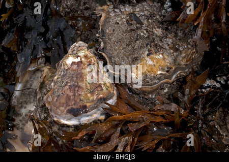 Oyster comune, Ostriche piatte, Europeo delle ostriche piatte (Ostrea edulis), animali viventi attaccato ai montanti di legno. Foto Stock