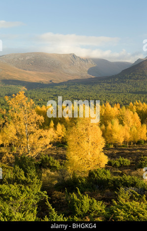 Argento di betulle in autunno in foresta Rothiemurchus nei Cairngorms, Scozia. Foto Stock