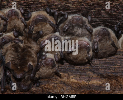 Big brown bat colony attico ohio Foto Stock