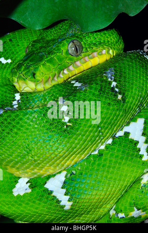 Emerald tree boa ( Corallus caninus) gamma: Sud Americana di foreste pluviali. Essenze arboree e notturna Foto Stock