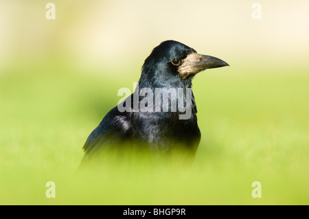 Rook (Corvus frugilegus), Adulto rovistando, Scozia. Foto Stock