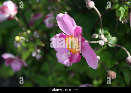 Rosa fiore clematis Foto Stock