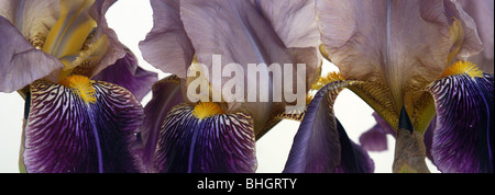 Panoramica di una riga viola iris barbuto Foto Stock